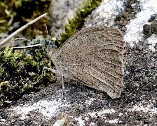 oriental meadow brown